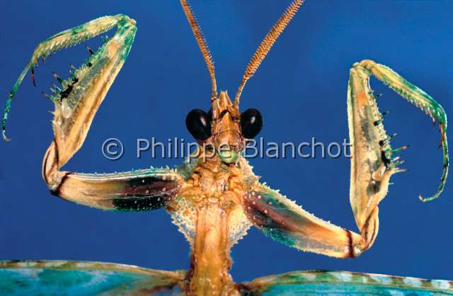 Blepharopsis mendica.JPG - in "Portraits d'insectes" ed. SeuilBlepharopsis mendicaBlepharide mendianteEgyptian flower mantisDictyopteraEmpusidaeArabie Saoudite